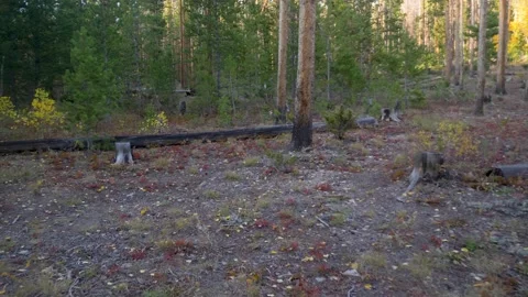 FPV walking through a beautiful wooded area in autumn Stock Footage 142837087
