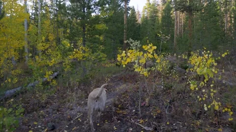 FPV walking through a forest in the fall with a dog leading the way Stock Footage 142837021