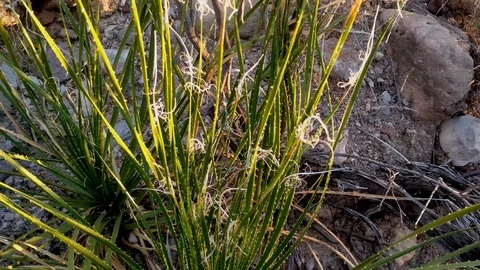 Fractal cactus Stock Footage 99837131