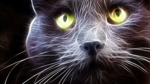 Fractal Cat Video stock 33626427