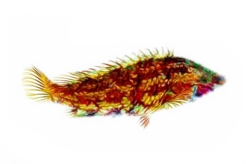 Fractal fish Stock Photos