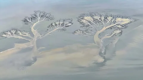 Fractal Sand Erosion Patterns on a Tidal Flat in Zhejiang China Stock Footage 347109036
