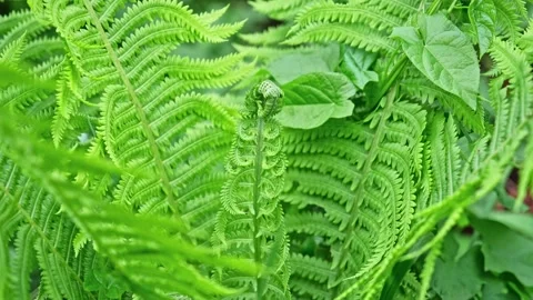 Fractal Shaped Folded Green Leaves of Wild Forest Fern Vascular Plant Stock Footage 279974279