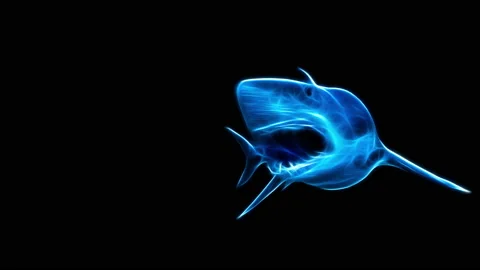 FRACTAL SHARK ATTACK VIDEO Vidéo 189795200