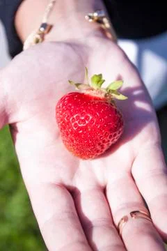 Fragaria ananassa on hand Stock Photos