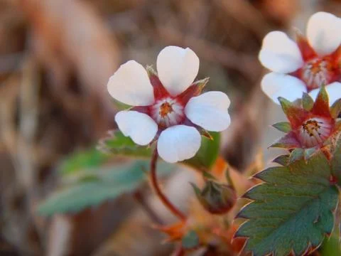 Fragaria Fotos de archivo