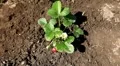 Fragaria, Strawberry, Fruits Orchard, Ecological Farmer, Organic Horticulture HD Footage