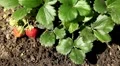 Fragaria, Strawberry, Fruits Orchard, Ecological Farmer, Organic Horticulture HD Footage