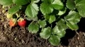 Fragaria, Strawberry, Fruits Orchard, Ecological Farmer, Organic Horticulture HD Footage