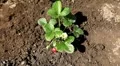 Fragaria, Strawberry, Fruits Orchard, Ecological Farmer, Organic Horticulture HD Footage