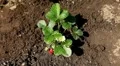 Fragaria, Strawberry, Fruits Orchard, Ecological Farmer, Organic Horticulture HD Footage