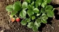 Fragaria, Strawberry, Fruits Orchard, Ecological Farmer, Organic Horticulture HD Footage
