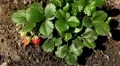 Fragaria, Strawberry, Fruits Orchard, Ecological Farmer, Organic Horticulture HD Footage