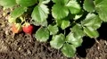 Fragaria, Strawberry, Fruits Orchard, Ecological Farmer, Organic Horticulture HD Footage