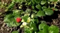 Fragaria, Strawberry, Fruits Orchard, Ecological Farmer, Organic Horticulture HD Footage