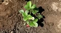Fragaria, Strawberry, Fruits Orchard, Ecological Farmer, Organic Horticulture HD Footage