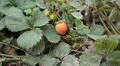 Fragaria, Strawberry, Fruits Orchard, Ecological Farmer, Organic Horticulture HD Footage