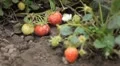 Fragaria, Strawberry, Fruits Orchard, Ecological Farmer, Organic Horticulture HD Footage