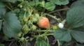 Fragaria, Strawberry, Fruits Orchard, Ecological Farmer, Organic Horticulture HD Footage