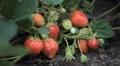 Fragaria, Strawberry, Fruits Orchard, Ecological Farmer, Organic Horticulture HD Footage