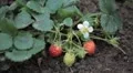 Fragaria, Strawberry, Fruits Orchard, Ecological Farmer, Organic Horticulture HD Footage