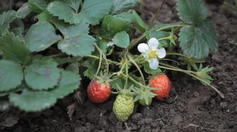 Fragaria, Strawberry, Fruits Orchard, Ecological Farmer, Organic Horticulture Stock Footage
