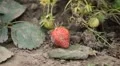 Fragaria, Strawberry, Fruits Orchard, Ecological Farmer, Organic Horticulture HD Footage