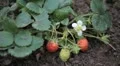 Fragaria, Strawberry, Fruits Orchard, Ecological Farmer, Organic Horticulture HD Footage