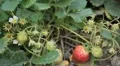 Fragaria, Strawberry, Fruits Orchard, Ecological Farmer, Organic Horticulture HD Footage
