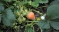 Fragaria, Strawberry, Fruits Orchard, Ecological Farmer, Organic Horticulture HD Footage