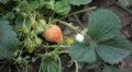 Fragaria, Strawberry, Fruits Orchard, Ecological Farmer, Organic Horticulture HD Footage