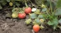 Fragaria, Strawberry, Fruits Orchard, Ecological Farmer, Organic Horticulture HD Footage