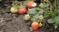 Fragaria, Strawberry, Fruits Orchard, Ecological Farmer, Organic Horticulture HD Footage