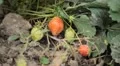 Fragaria, Strawberry, Fruits Orchard, Ecological Farmer, Organic Horticulture HD Footage