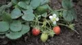 Fragaria, Strawberry, Fruits Orchard, Ecological Farmer, Organic Horticulture HD Footage