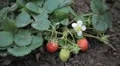 Fragaria, Strawberry, Fruits Orchard, Ecological Farmer, Organic Horticulture HD Footage