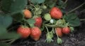 Fragaria, Strawberry, Fruits Orchard, Ecological Farmer, Organic Horticulture HD Footage