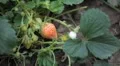 Fragaria, Strawberry, Fruits Orchard, Ecological Farmer, Organic Horticulture HD Footage