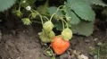 Fragaria, Strawberry, Fruits Orchard, Ecological Farmer, Organic Horticulture HD Footage