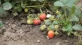 Fragaria, Strawberry, Fruits Orchard, Ecological Farmer, Organic Horticulture HD Footage