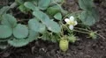 Fragaria, Strawberry, Fruits Orchard, Ecological Farmer, Organic Horticulture HD Footage