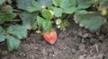 Fragaria, Strawberry, Fruits Orchard, Ecological Farmer, Organic Horticulture HD Footage