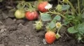 Fragaria, Strawberry, Fruits Orchard, Ecological Farmer, Organic Horticulture HD Footage