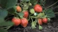 Fragaria, Strawberry, Fruits Orchard, Ecological Farmer, Organic Horticulture HD Footage