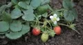 Fragaria, Strawberry, Fruits Orchard, Ecological Farmer, Organic Horticulture HD Footage