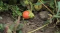 Fragaria, Strawberry, Fruits Orchard, Ecological Farmer, Organic Horticulture HD Footage