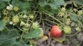 Fragaria, Strawberry, Fruits Orchard, Ecological Farmer, Organic Horticulture HD Footage