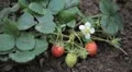 Fragaria, Strawberry, Fruits Orchard, Ecological Farmer, Organic Horticulture HD Footage