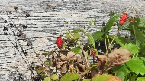 Fragaria vesca close-up on white background. Close up shot of Wild Strawberry Stock Footage 285860378