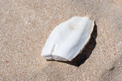 Fragile cuttlebone structure found on tropical beach surrounded by seashell.. Stock Photos
